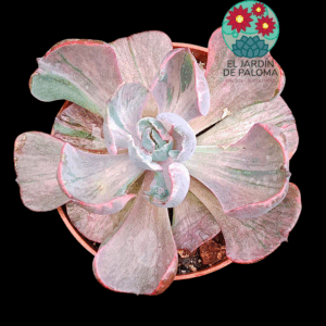 Echeveria Beyonce variegata