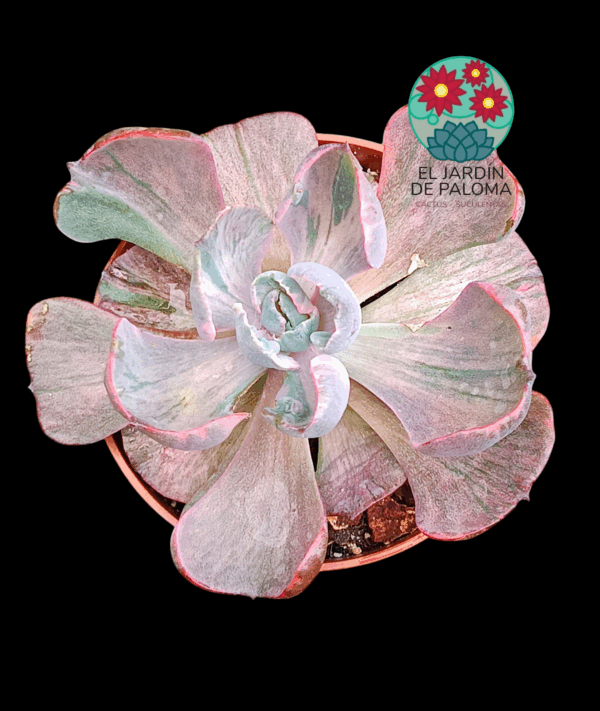 Echeveria Beyonce variegata