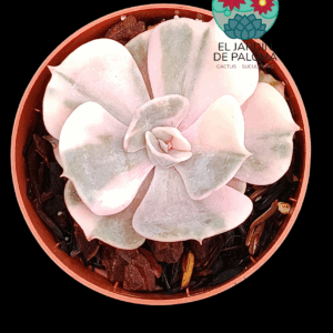 Echeveria Gemmini variegata (importación)