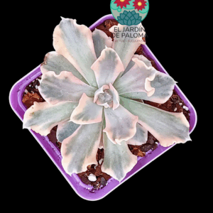 Echeveria Saffron variegata