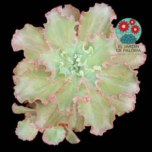 Echeveria Dorothy (tamaño XXL y lleva hijo de unos 8cm)