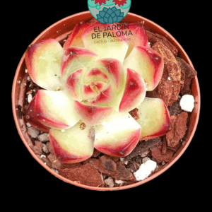 Echeveria Agavoides "Magic fire" (importación, maceta pequeña)
