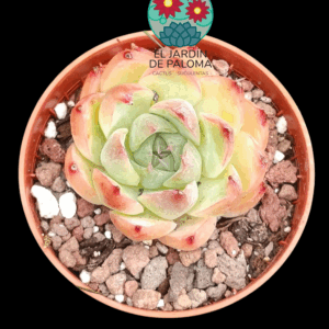 Echeveria Pink crystal (importación, maceta pequeña)
