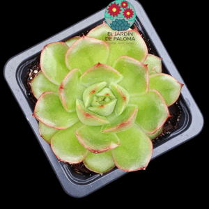 Echeveria Madonna