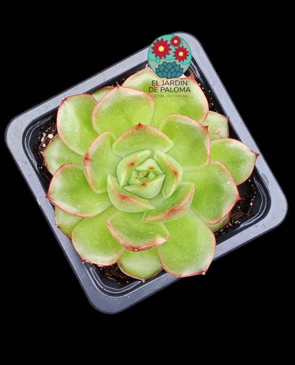 Echeveria Madonna