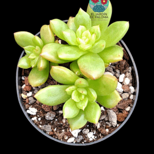 Echeveria Apple blosson (importación)
