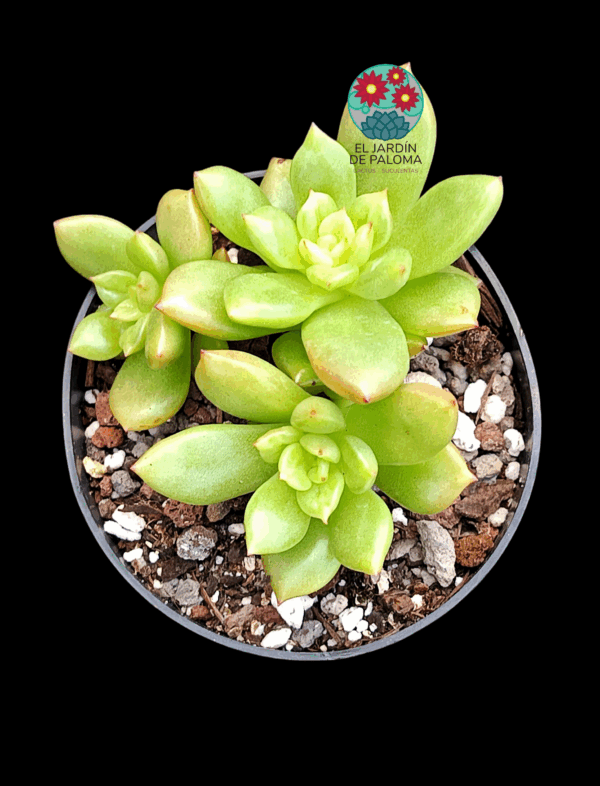 Echeveria Apple blosson (importación)