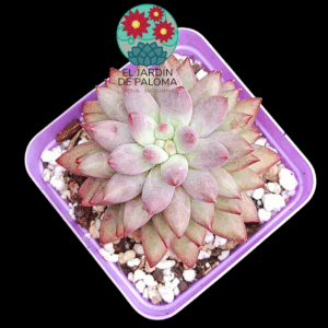 Pachyphytum Goldfish (importación)
