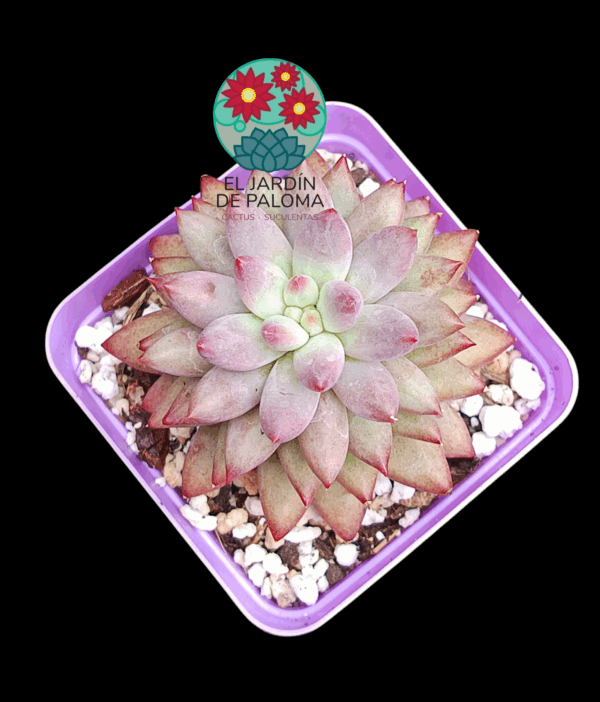 Pachyphytum Goldfish (importación)