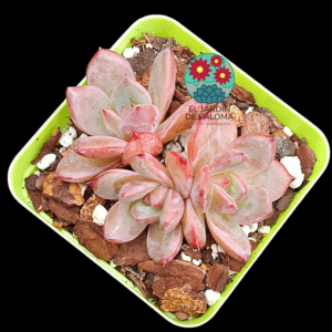 Echeveria Pink champagne (importación)