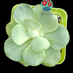 Echeveria Peach pride variegata (importación)