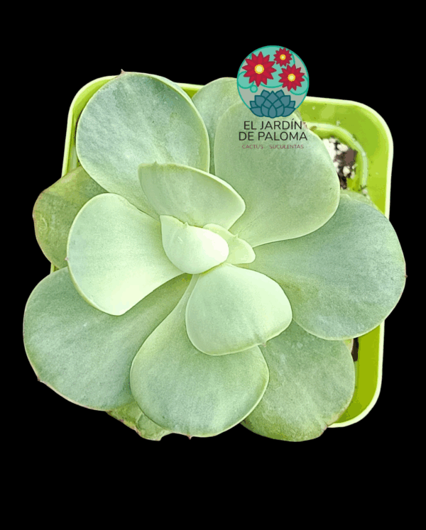 Echeveria Peach pride variegata (importación)