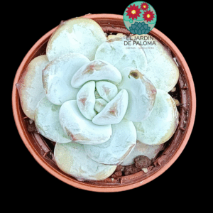 Echeveria Odette (importación, maceta pequeña)