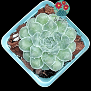 Echeveria Rosima raindrops (importación)