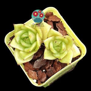 Graptoveria Jadeita (importación)