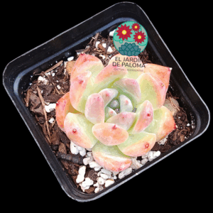 Echeveria colorata "Desert harmony"