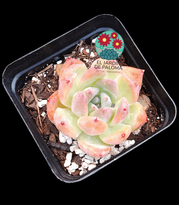 Echeveria colorata "Desert harmony"