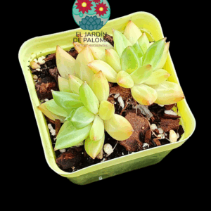 Echeveria Red Ivory doble roseta (importación)
