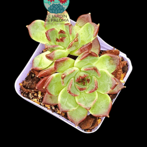 Echeveria Frank doble (importación)
