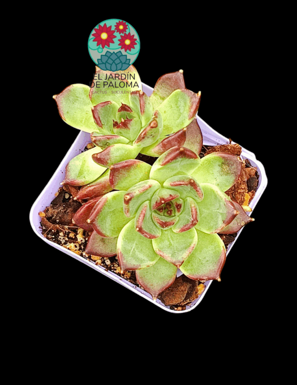 Echeveria Frank doble (importación)