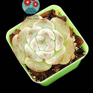 Echeveria White soul (importación)