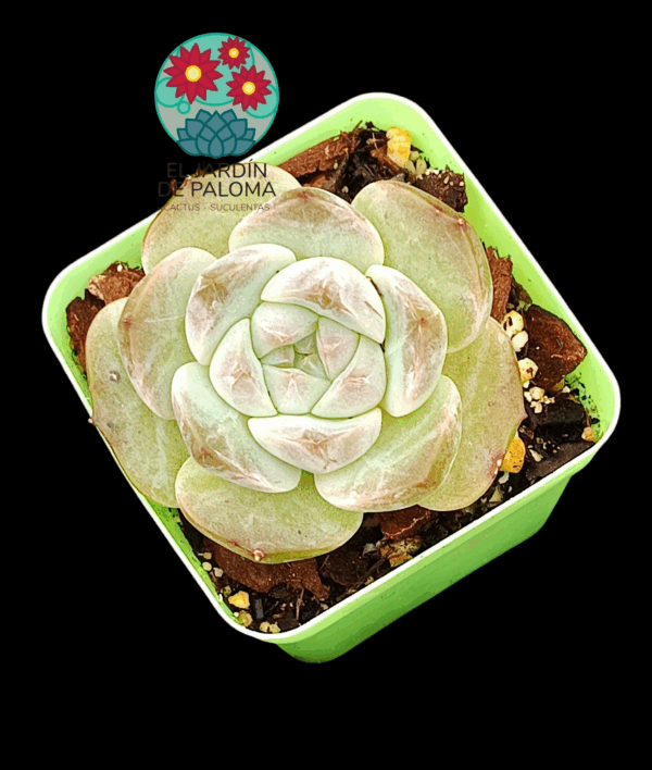 Echeveria White soul (importación)