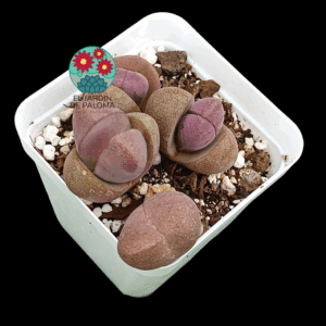 Pleiospilos Nelli rubra "Royal flush'