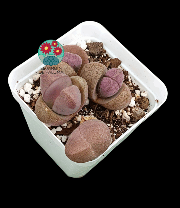 Pleiospilos Nelli rubra "Royal flush'