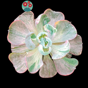 Echeveria Beyonce variegata