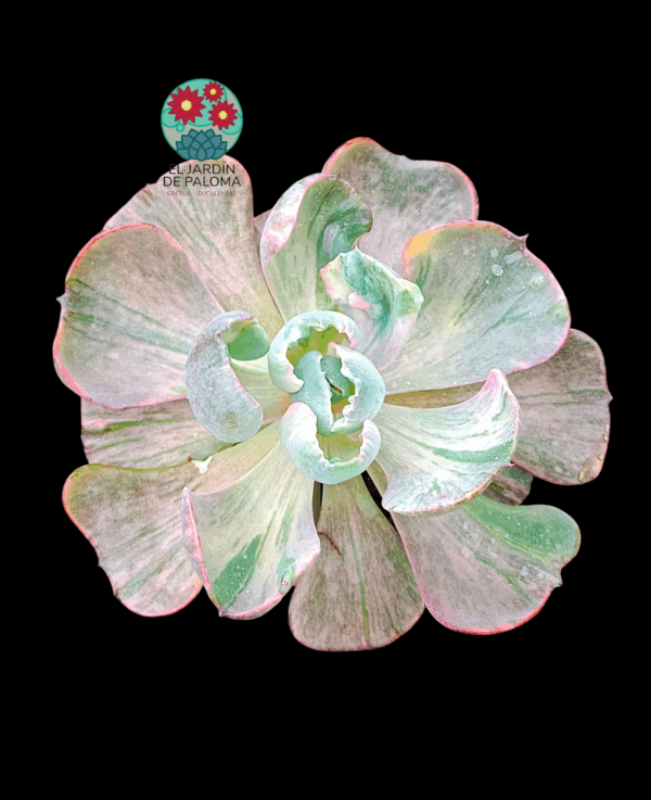 Echeveria Beyonce variegata