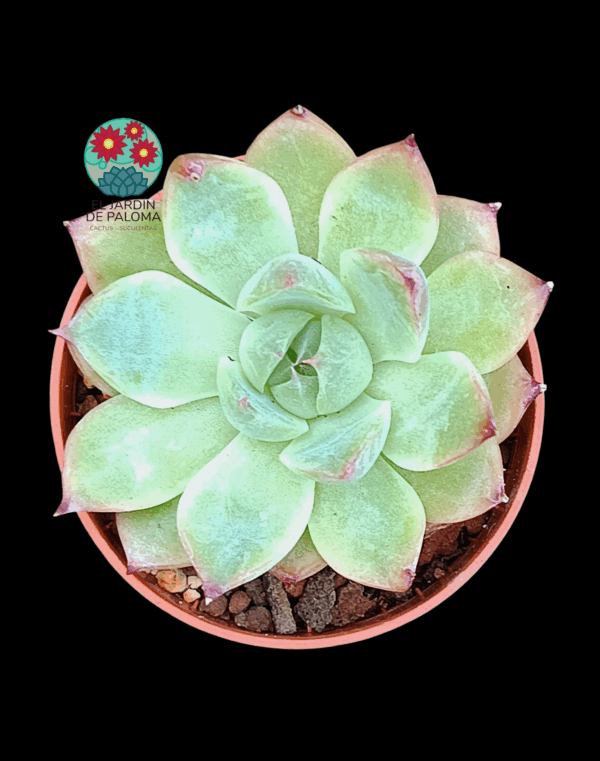 Echeveria Pink crystal (importación, maceta pequeña)
