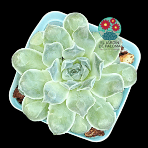 Echeveria Rosima raindrops (importación)