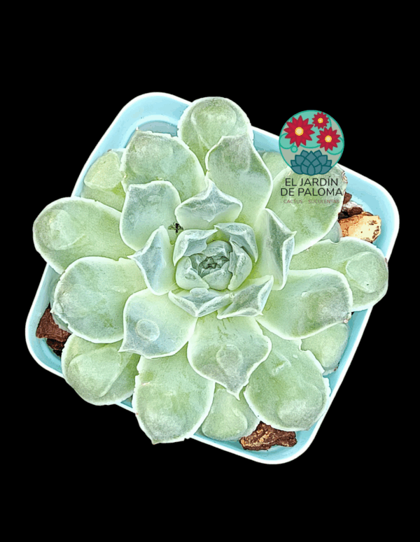Echeveria Rosima raindrops (importación)