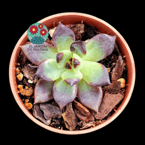 Eheveria Black knight (importación, tamaño pequeño)