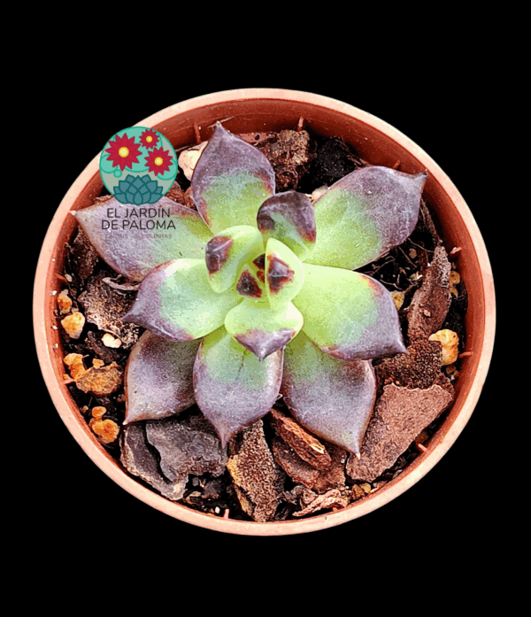 Eheveria Black knight (importación, tamaño pequeño)