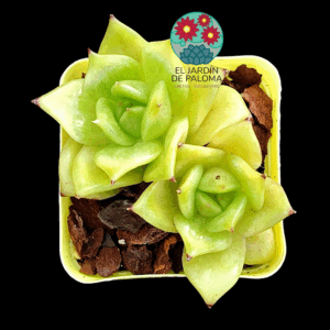 Graptoveria Jadeita (importación)
