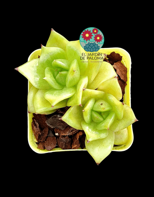 Graptoveria Jadeita (importación)