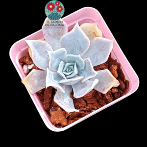 Echeveria Desert camel (importación)