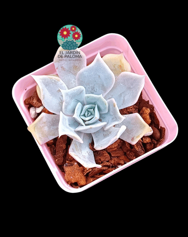 Echeveria Desert camel (importación)