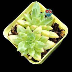 Echeveria Red Ivory doble roseta (importación)