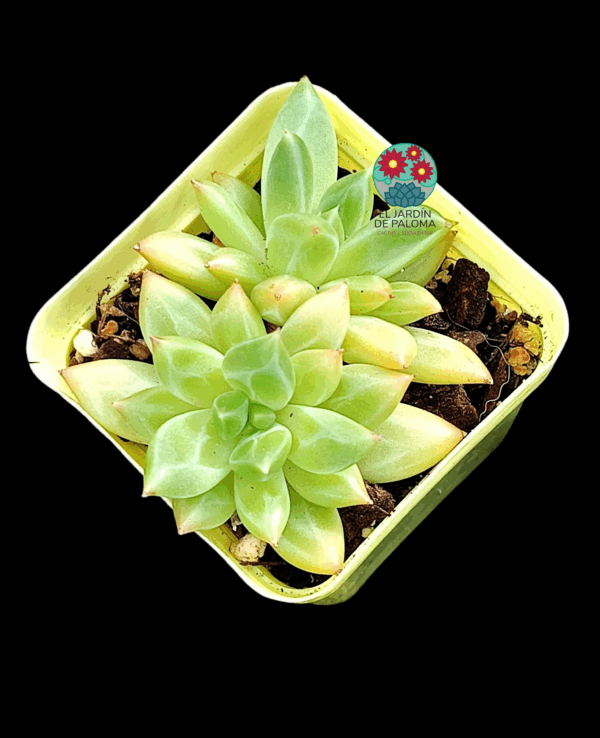 Echeveria Red Ivory doble roseta (importación)