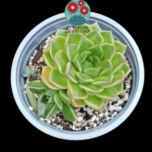 Echeveria Anubis con hijo (maceta grande)