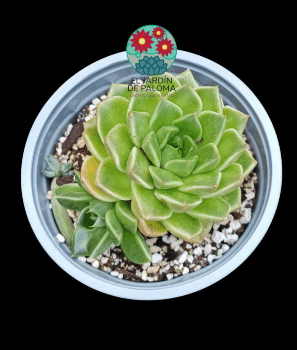 Echeveria Anubis con hijo (maceta grande)