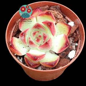 Echeveria Crystal rose (importación, maceta pequeña)
