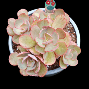 Echeveria Suyon bouquet