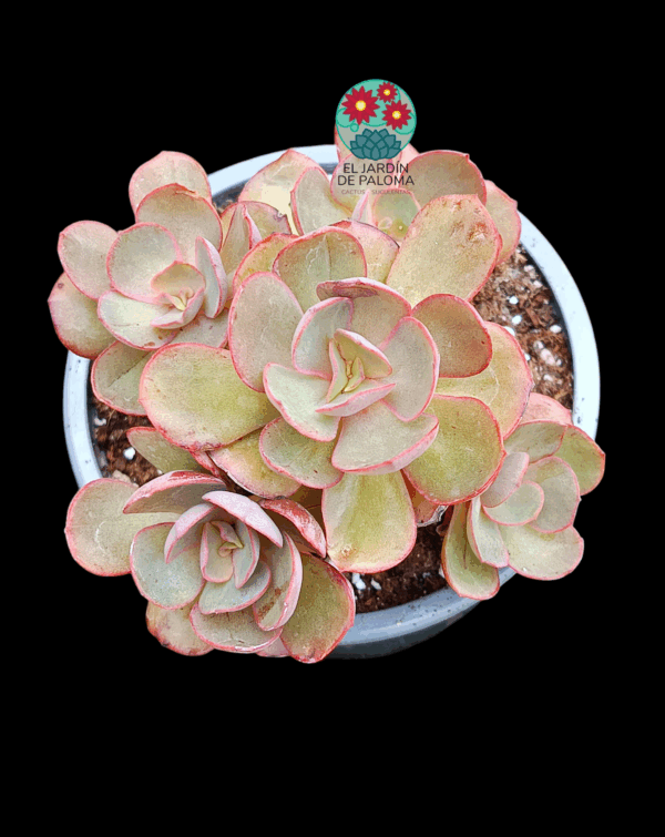 Echeveria Suyon bouquet