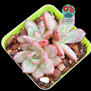 Echeveria Pink champagne (importación)