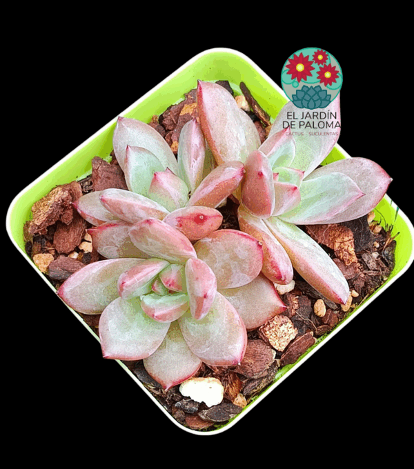 Echeveria Pink champagne (importación)