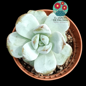 Echeveria Odette (importación, maceta pequeña)