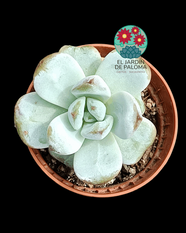 Echeveria Odette (importación, maceta pequeña)